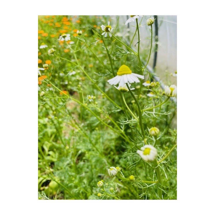 huile intime lubrifant naturel