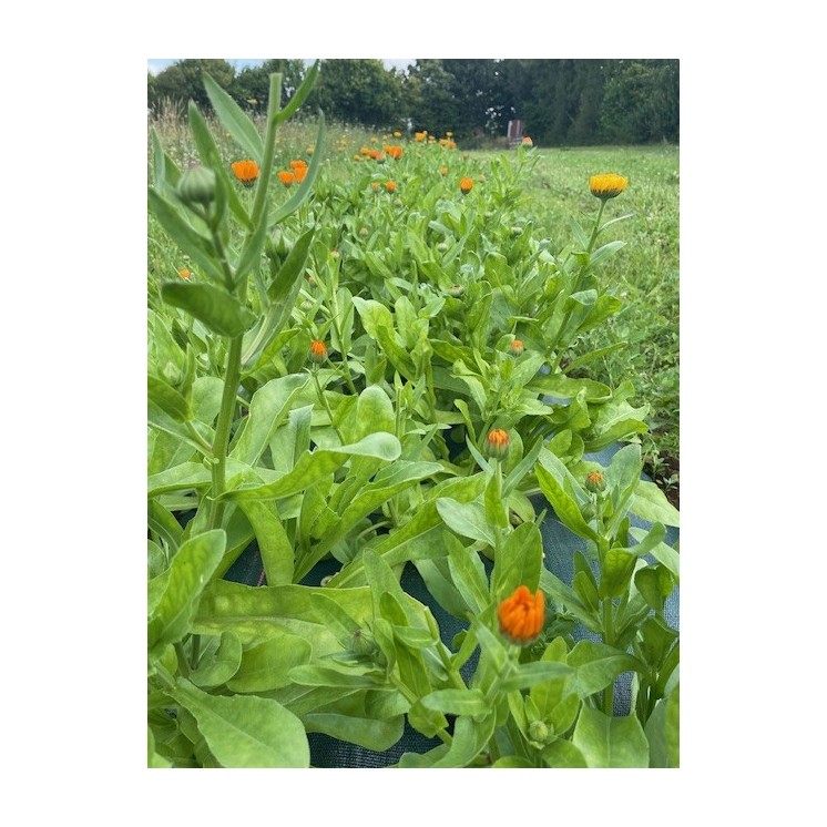 huile seche macérat calendula