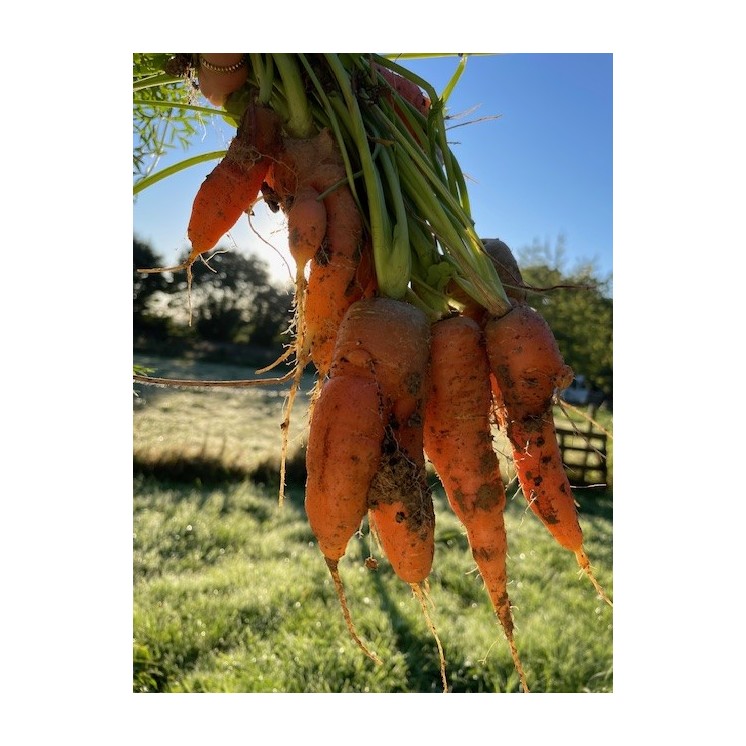 bonne mine macerat carottes