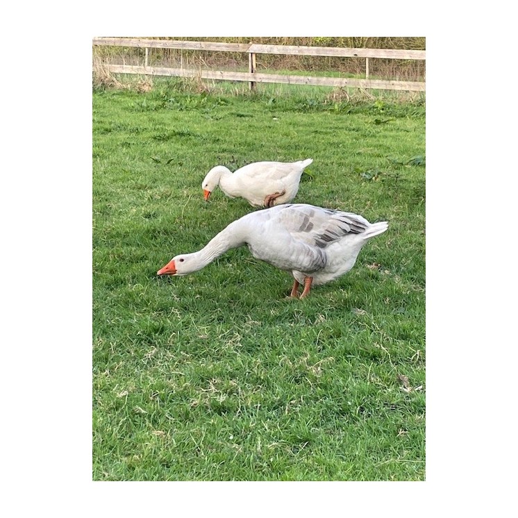 calendula bio coffret cadeau artisanal